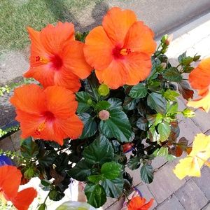 Meet your Posher, Linda